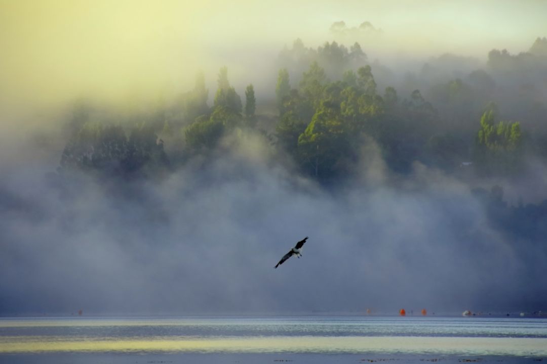 Early Morning Flight