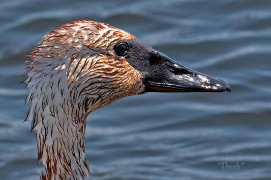 Portrait of a Tundra Swan