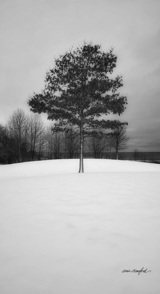 Winter Tree