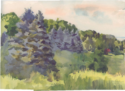 Blue Spruce Grove at Sunset