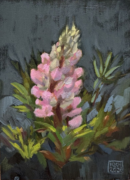 Lupines First Blush